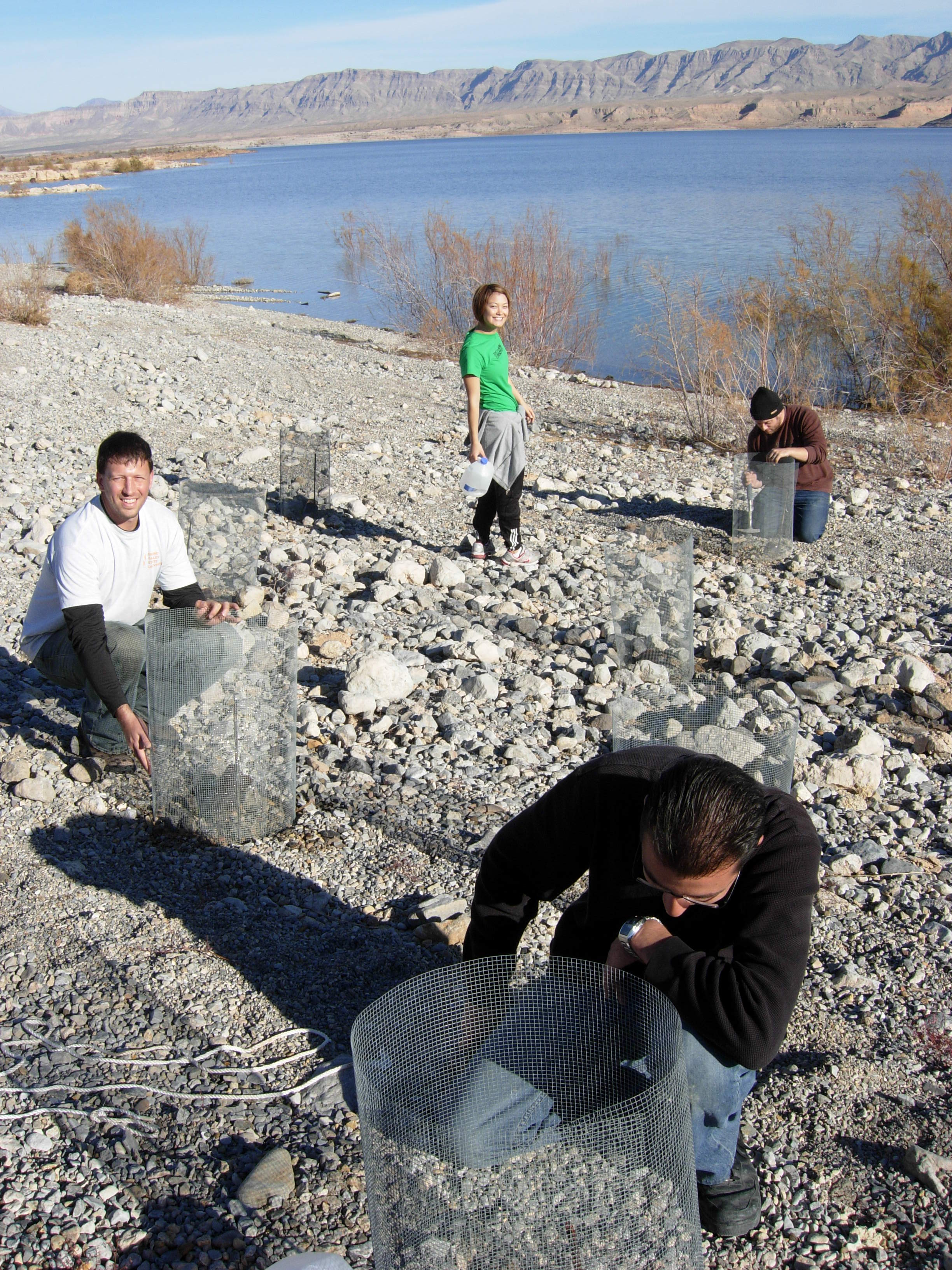 UNLV students planting greenhouse grown seedlings