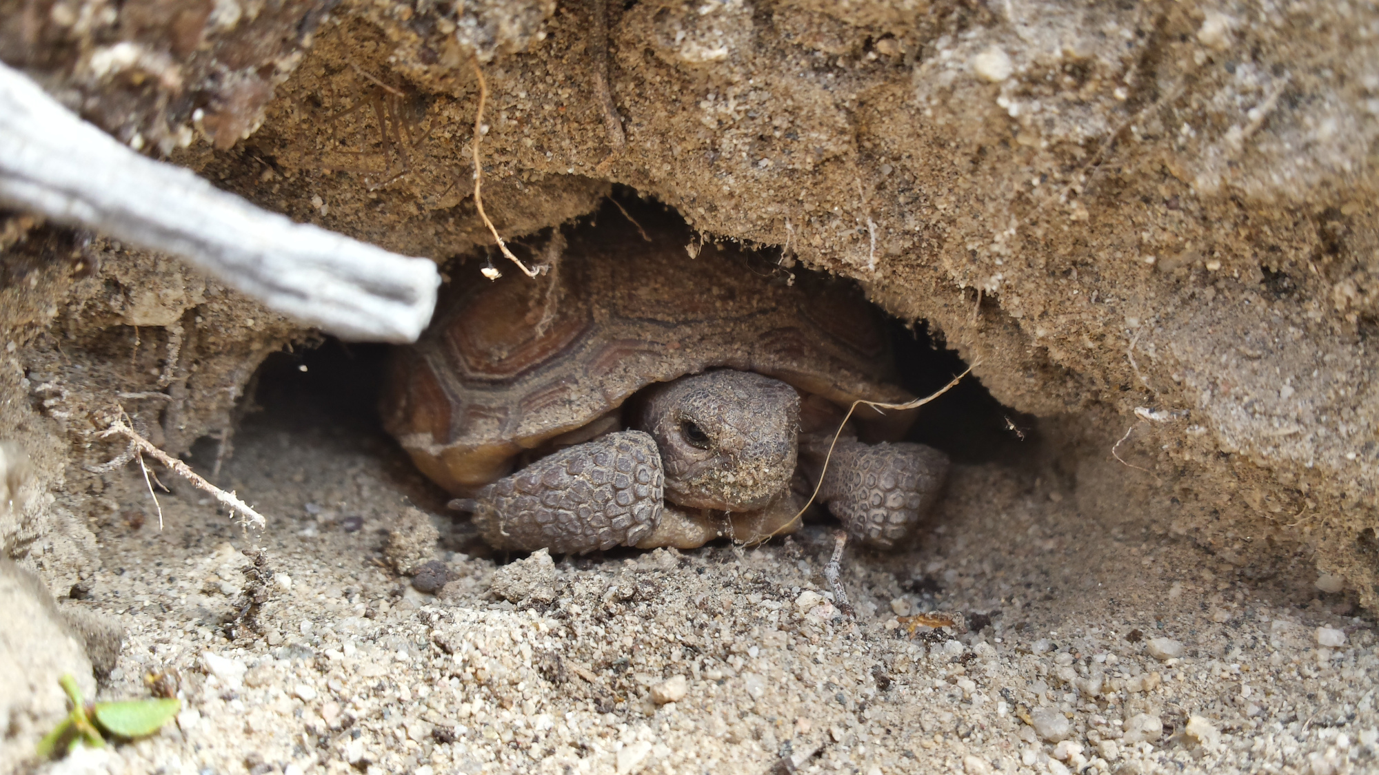 Desert Tortoise