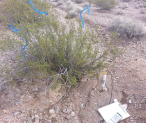 Scientific instruments and markers monitor sitting near a desert plant