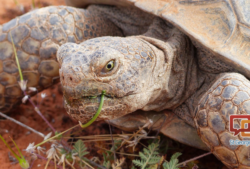 A desert tortoise munches on desert foliage