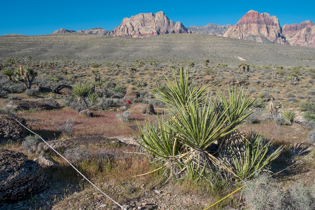 Vegetation Monitoring Plot