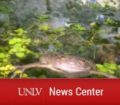 UNLV News Center: A frog floats amidst vegetation in a tank.