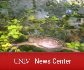 UNLV News Center: A frog floats amidst vegetation in a tank.