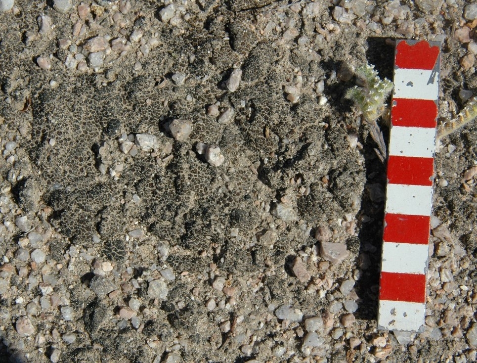 A closeup of desert lichen next to a striped measuring stick
