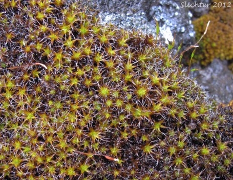A close up view of Desert moss.
