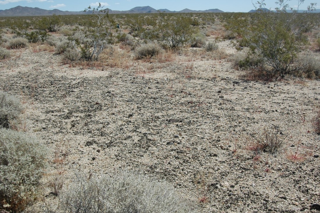 A small desert clearing with a patch of cracked ground
